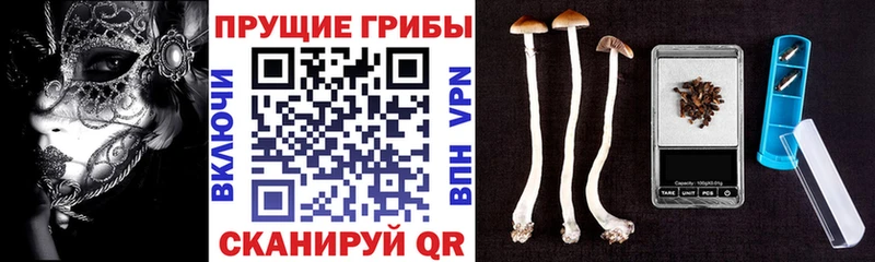 где можно купить   Менделеевск  Псилоцибиновые грибы ЛСД 