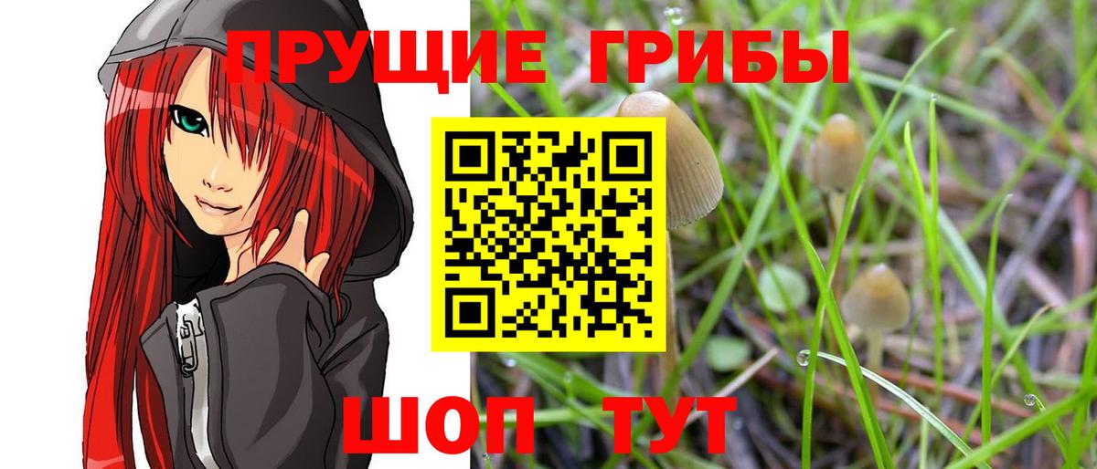 Менделеевск  Псилоцибиновые грибы Psilocybe  Вход с VPN 